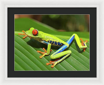 Red-eyed Tree Frog / Art Photo - Framed Print