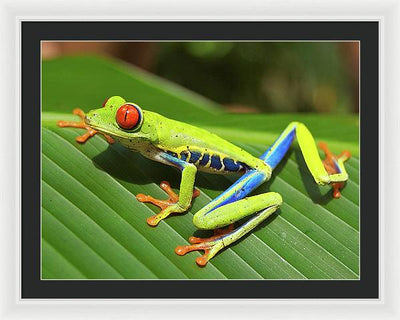 Red-eyed Tree Frog / Art Photo - Framed Print