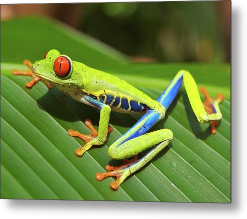 Red-eyed Tree Frog / Art Photo - Metal Print