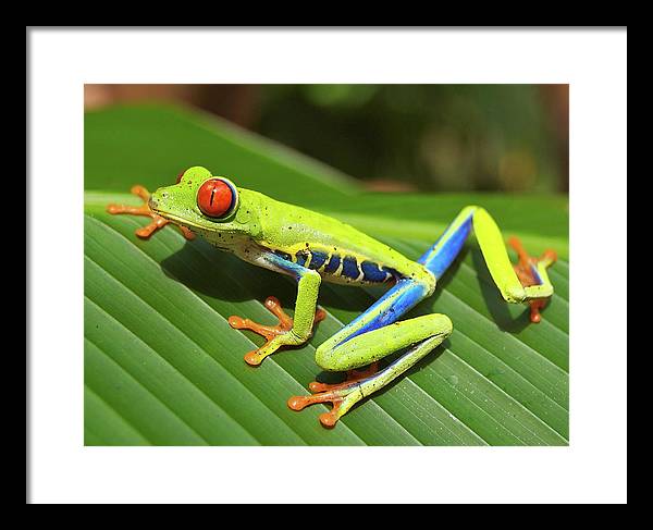 Red-eyed Tree Frog / Art Photo - Framed Print