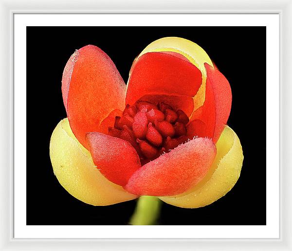 Schisandra Glabra / Art Photo - Framed Print