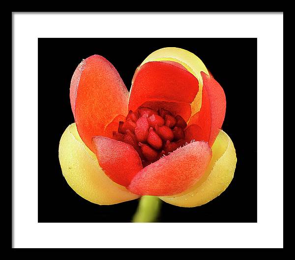 Schisandra Glabra / Art Photo - Framed Print