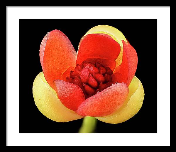 Schisandra Glabra / Art Photo - Framed Print