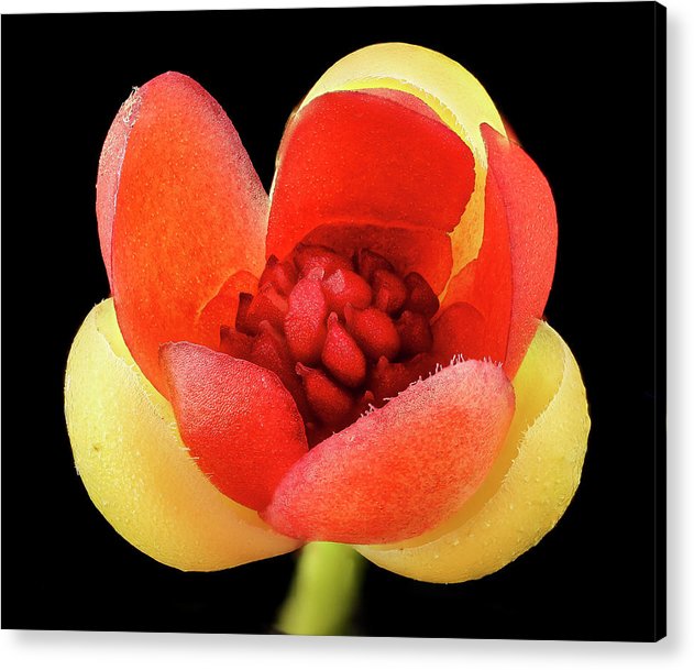 Schisandra Glabra / Art Photo - Acrylic Print