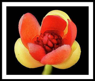 Schisandra Glabra / Art Photo - Framed Print