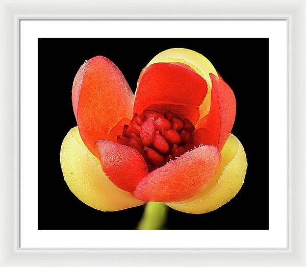 Schisandra Glabra / Art Photo - Framed Print