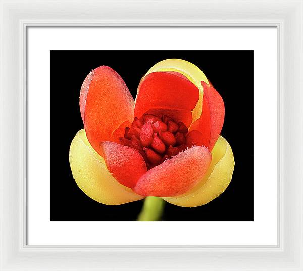 Schisandra Glabra / Art Photo - Framed Print