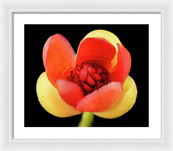 Schisandra Glabra / Art Photo - Framed Print