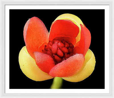 Schisandra Glabra / Art Photo - Framed Print