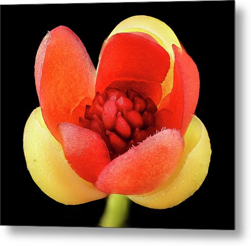 Schisandra Glabra / Art Photo - Metal Print