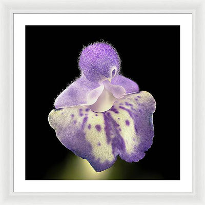 Scutellaria / Art Photo - Framed Print