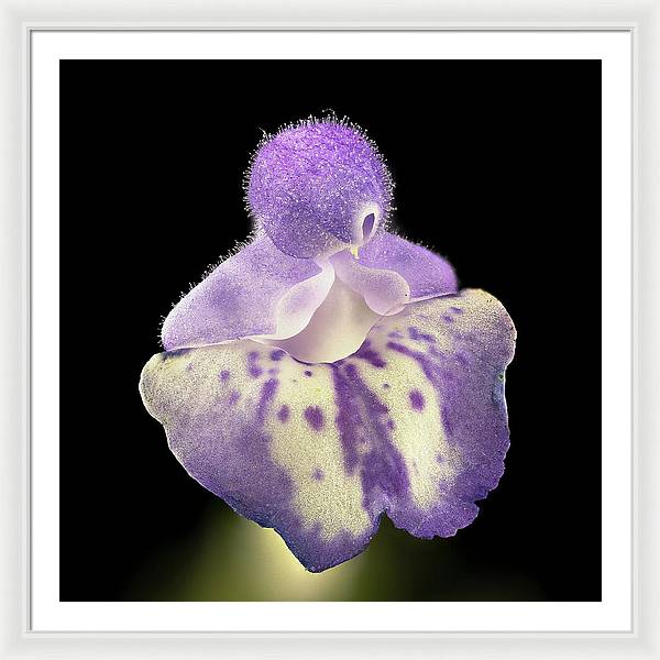 Scutellaria / Art Photo - Framed Print