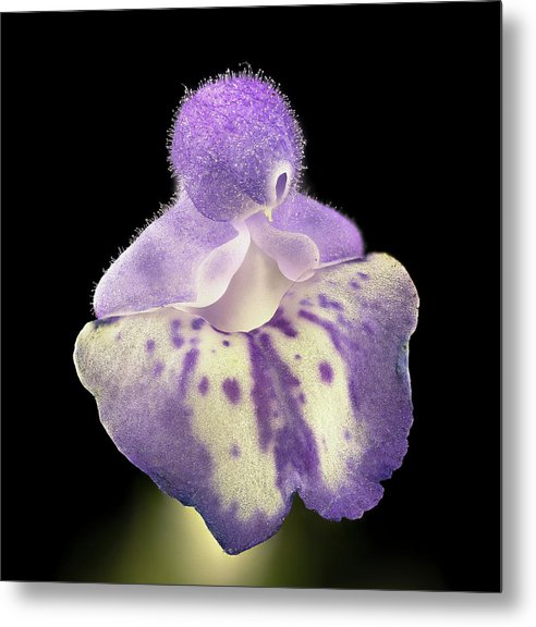 Scutellaria / Art Photo - Metal Print