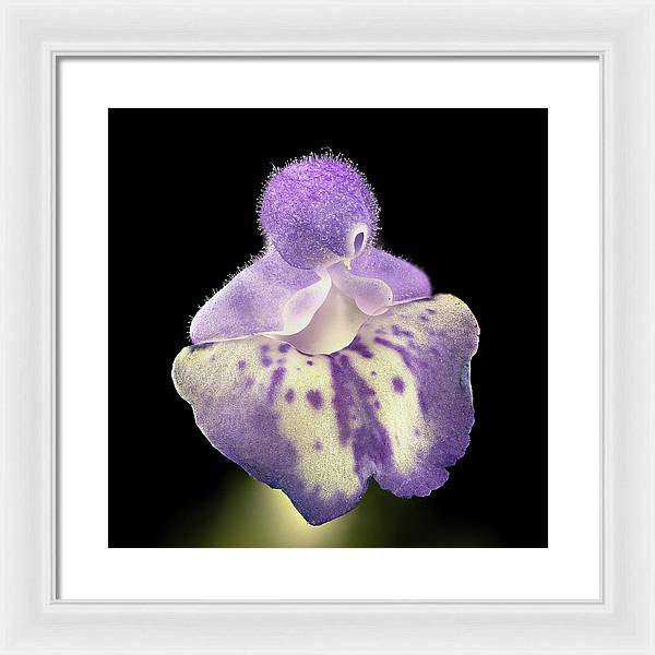 Scutellaria / Art Photo - Framed Print