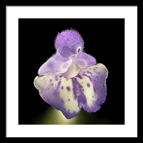 Scutellaria / Art Photo - Framed Print