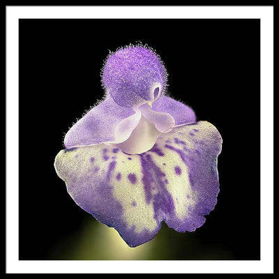 Scutellaria / Art Photo - Framed Print