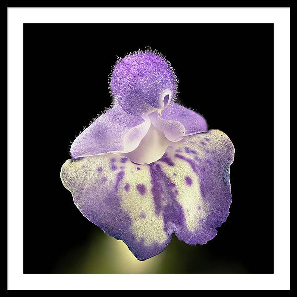 Scutellaria / Art Photo - Framed Print