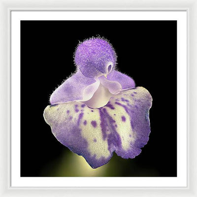 Scutellaria / Art Photo - Framed Print