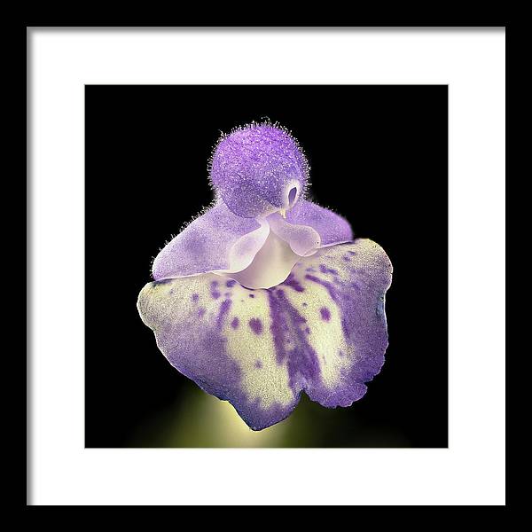 Scutellaria / Art Photo - Framed Print