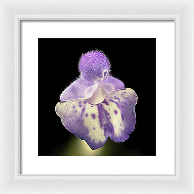 Scutellaria / Art Photo - Framed Print