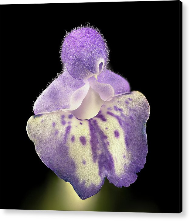 Scutellaria / Art Photo - Acrylic Print