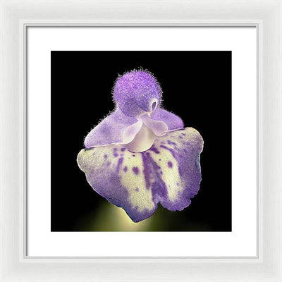 Scutellaria / Art Photo - Framed Print