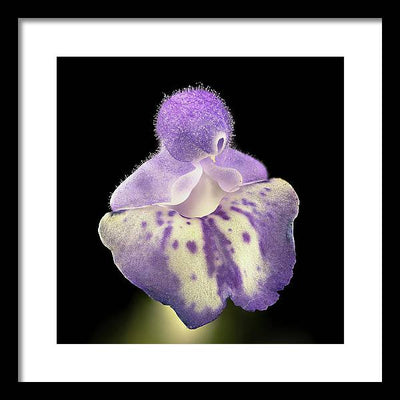 Scutellaria / Art Photo - Framed Print