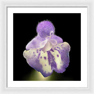 Scutellaria / Art Photo - Framed Print