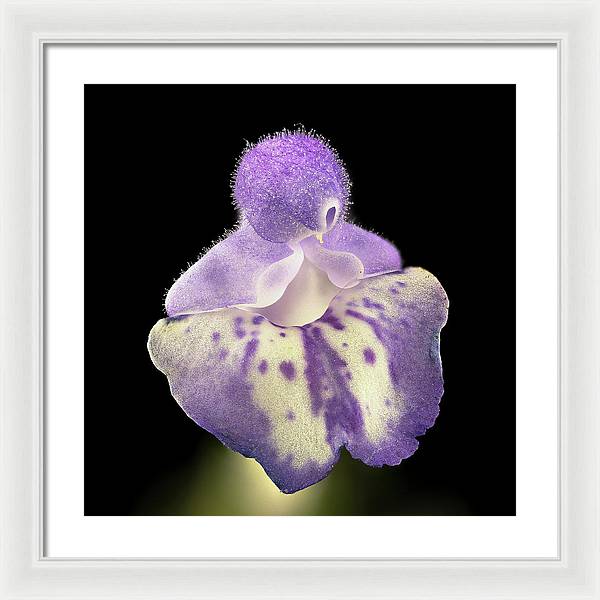 Scutellaria / Art Photo - Framed Print