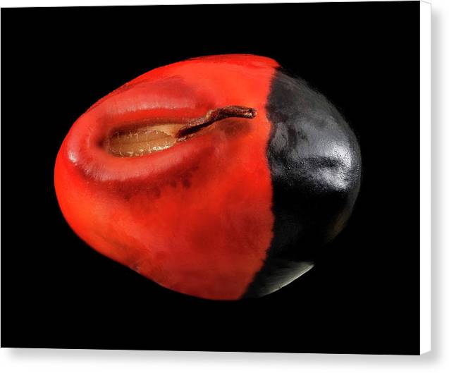 Seed, Red and Black Art Photo / Canvas Print