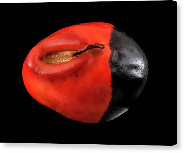 Seed, Red and Black Art Photo / Canvas Print