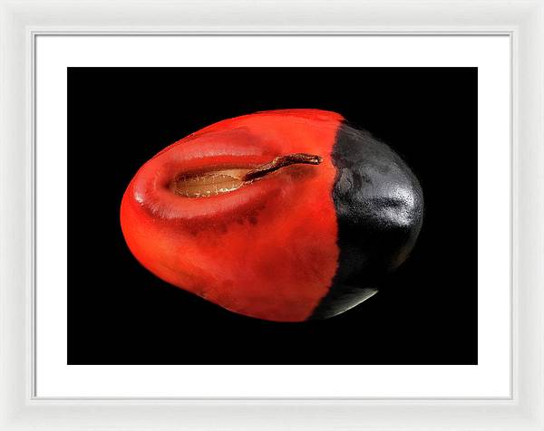 Seed, Red and Black Art Photo / Framed Print