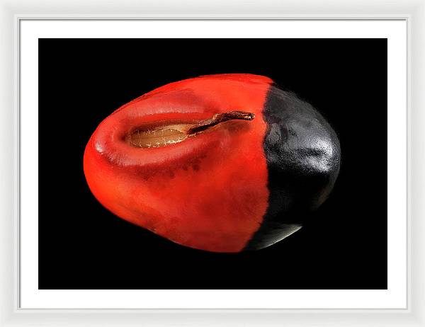 Seed, Red and Black Art Photo / Framed Print