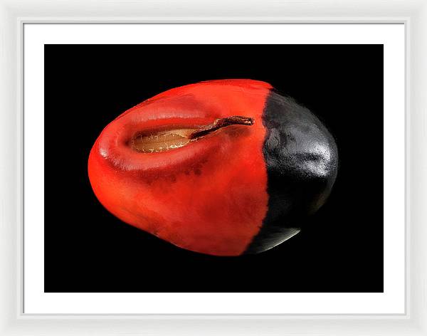 Seed, Red and Black Art Photo / Framed Print