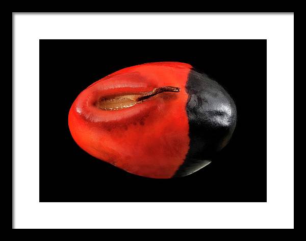 Seed, Red and Black Art Photo / Framed Print