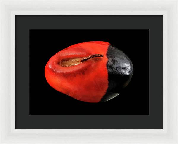 Seed, Red and Black Art Photo / Framed Print