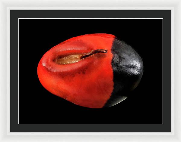 Seed, Red and Black Art Photo / Framed Print