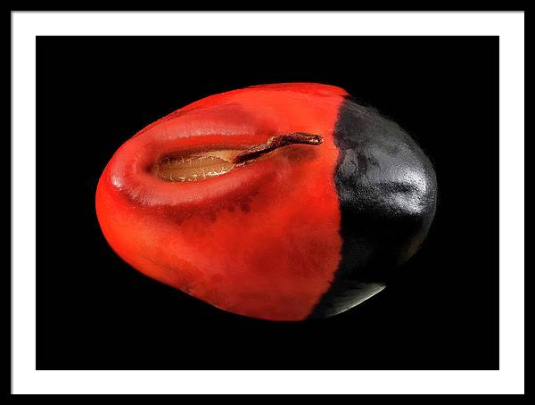 Seed, Red and Black Art Photo / Framed Print