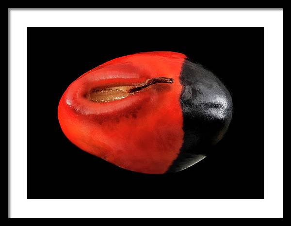 Seed, Red and Black Art Photo / Framed Print