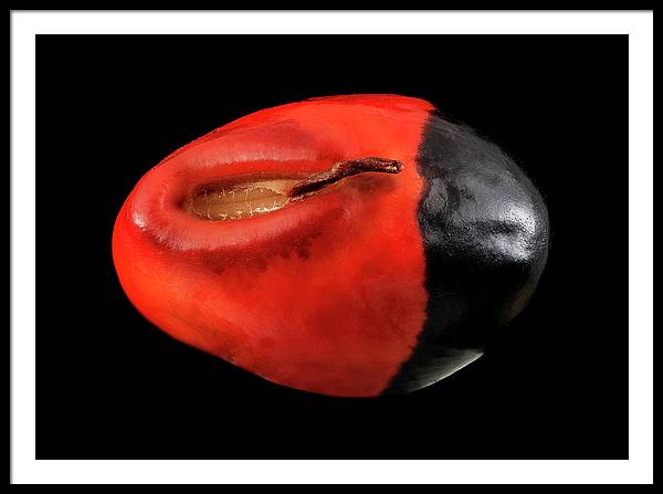 Seed, Red and Black Art Photo / Framed Print