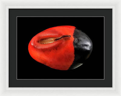 Seed, Red and Black Art Photo / Framed Print