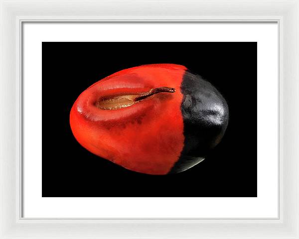 Seed, Red and Black Art Photo / Framed Print