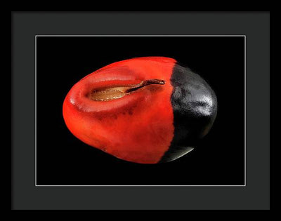 Seed, Red and Black Art Photo / Framed Print