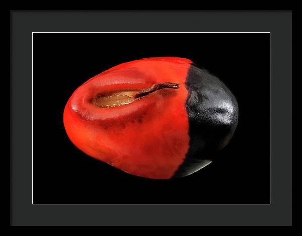 Seed, Red and Black Art Photo / Framed Print