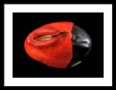 Seed, Red and Black Art Photo / Framed Print