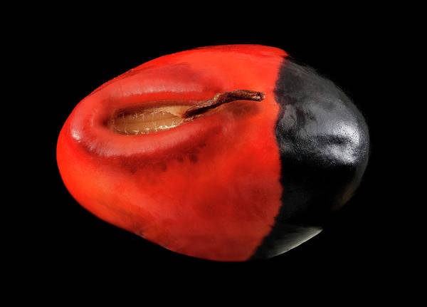 Seed, Red and Black Art Photo / Art Print