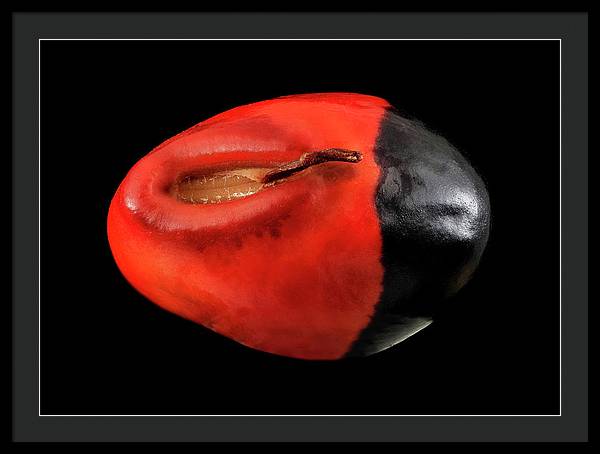 Seed, Red and Black Art Photo / Framed Print