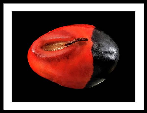 Seed, Red and Black Art Photo / Framed Print