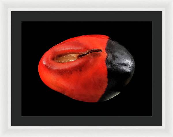 Seed, Red and Black Art Photo / Framed Print