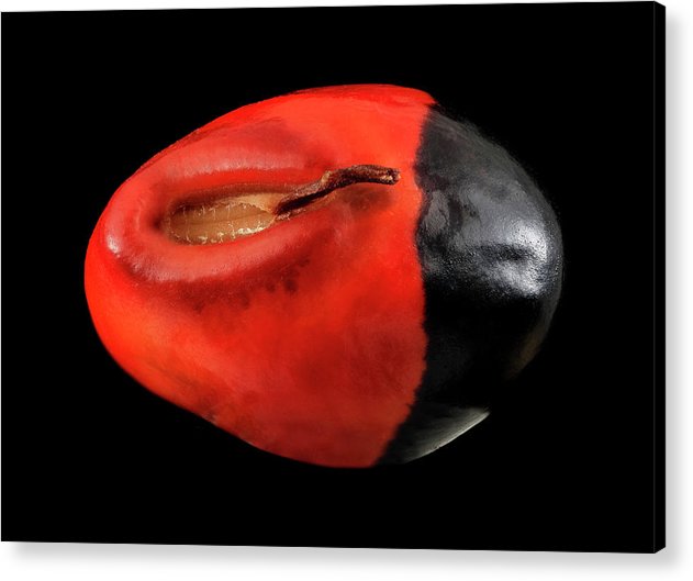 Seed, Red and Black Art Photo / Acrylic Print